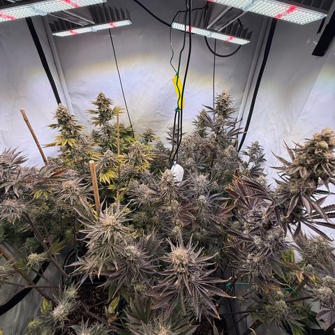 Wedding Cake growlog timeline photo
