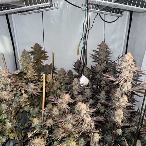 Wedding Cake growlog timeline photo