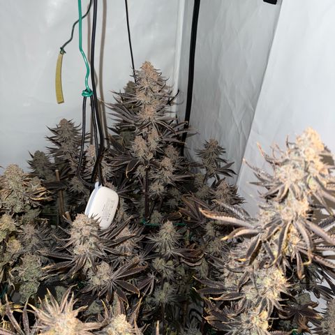 Wedding Cake growlog timeline photo