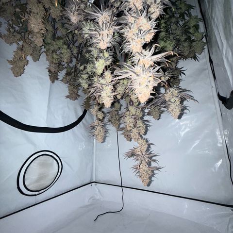 Wedding Cake growlog timeline photo