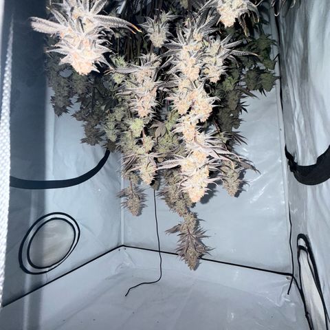 Wedding Cake growlog timeline photo