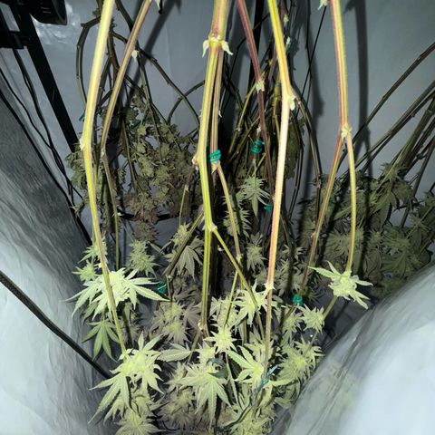 Wedding Cake growlog timeline photo