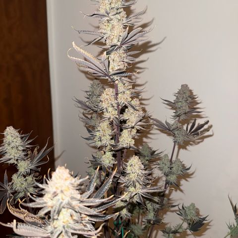 Wedding Cake growlog timeline photo