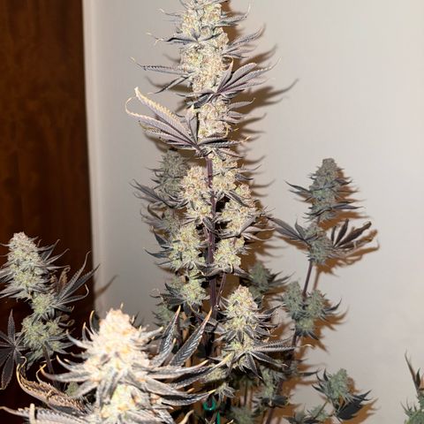 Wedding Cake growlog timeline photo