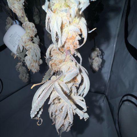 Wedding Cake growlog timeline photo