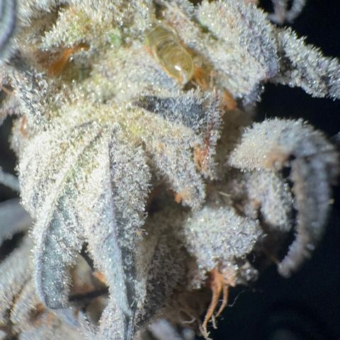Wedding Cake growlog timeline photo