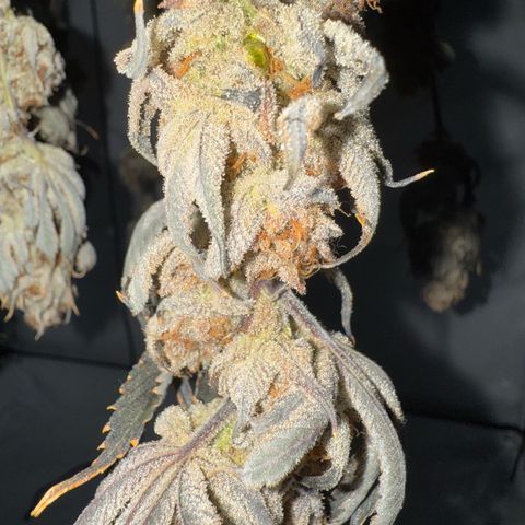 Wedding Cake growlog timeline photo