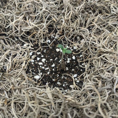Cousin It growlog timeline photo
