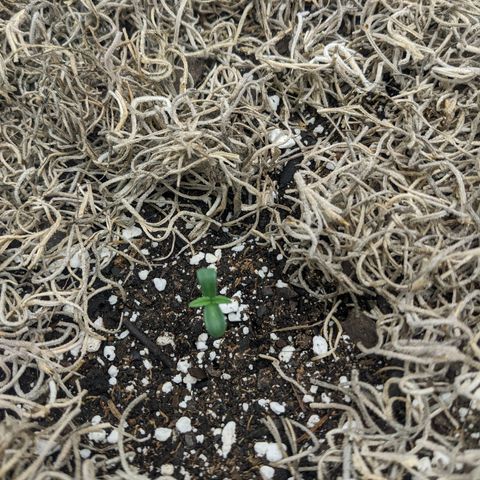 Cousin It growlog timeline photo