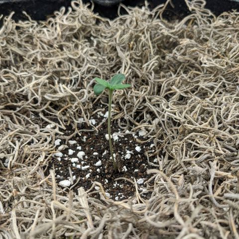 Cousin It growlog timeline photo