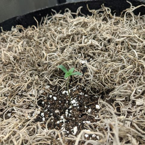 Cousin It growlog timeline photo