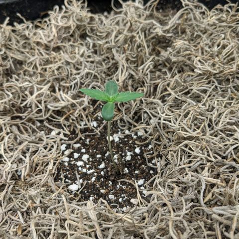 Cousin It growlog timeline photo