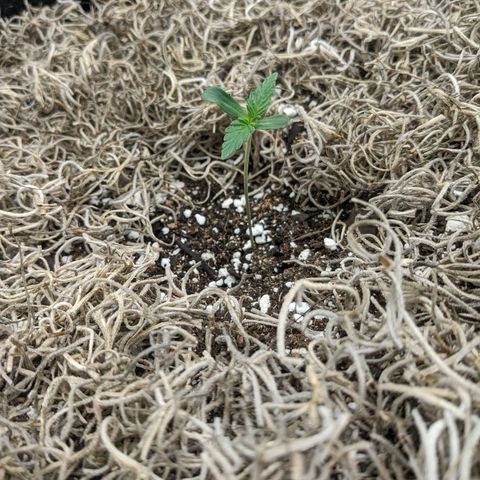 Cousin It growlog timeline photo