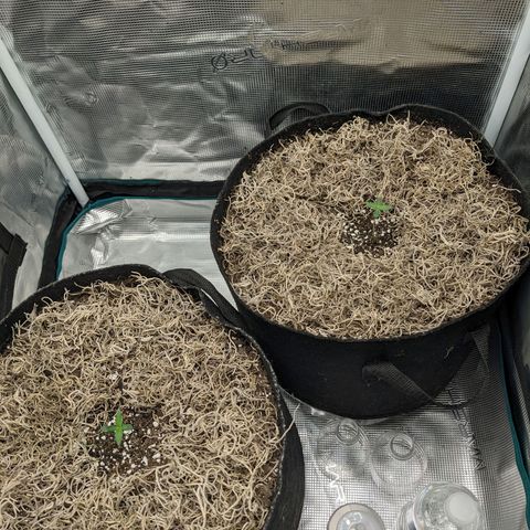 Cousin It growlog timeline photo