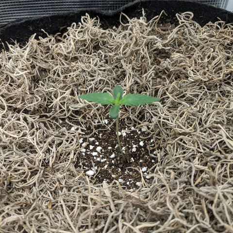 Cousin It growlog timeline photo