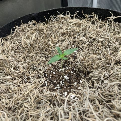 Cousin It growlog timeline photo