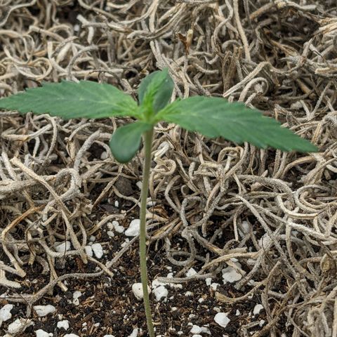 Cousin It growlog timeline photo