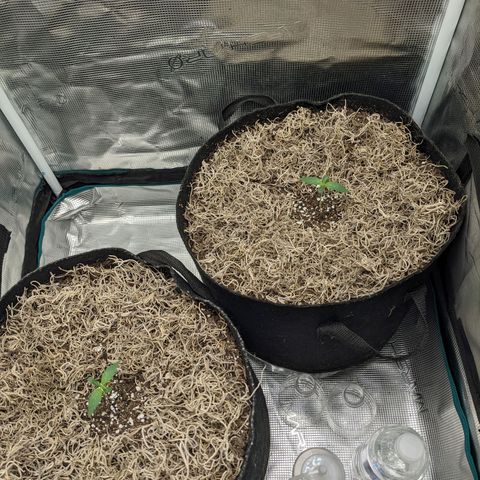Cousin It growlog timeline photo