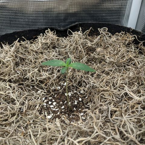 Cousin It growlog timeline photo