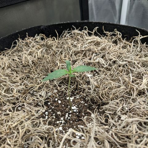 Cousin It growlog timeline photo