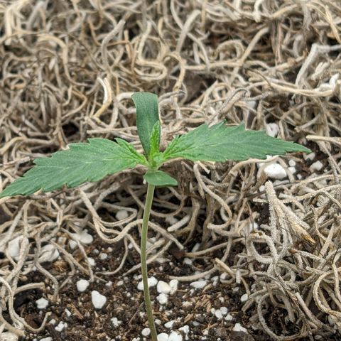 Cousin It growlog timeline photo