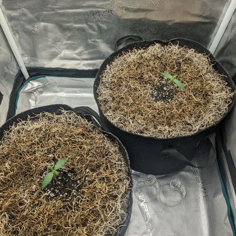 Cousin It growlog timeline photo