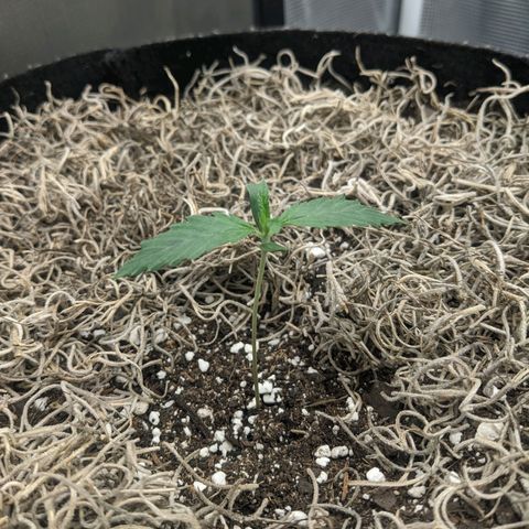 Cousin It growlog timeline photo