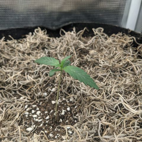 Cousin It growlog timeline photo