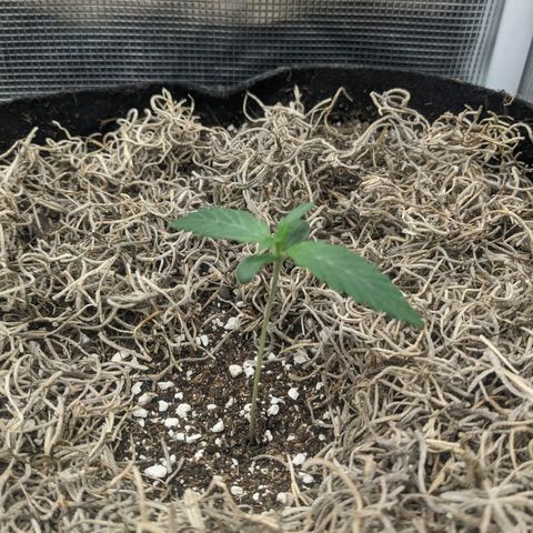 Cousin It growlog timeline photo