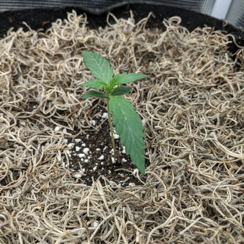 Cousin It growlog timeline photo
