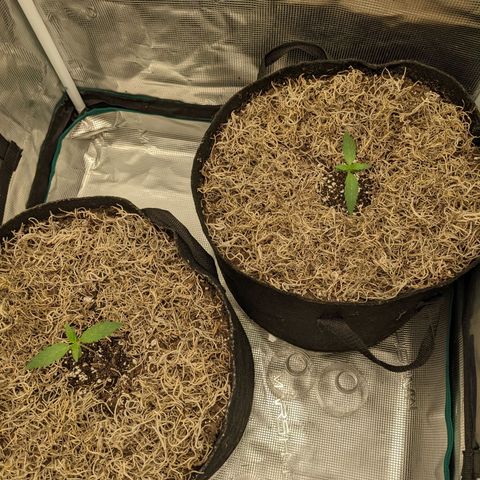 Cousin It growlog timeline photo