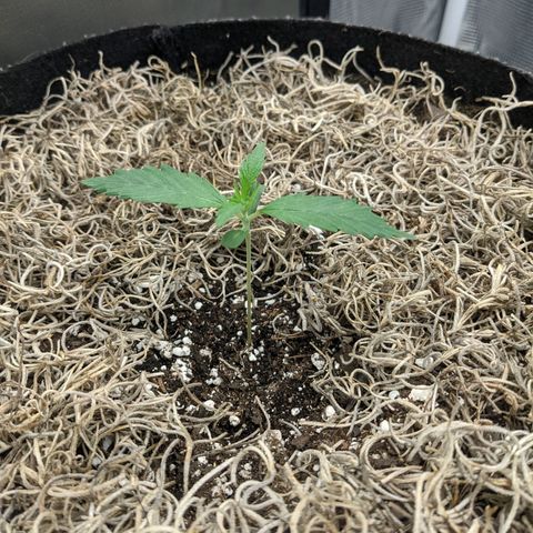 Cousin It growlog timeline photo