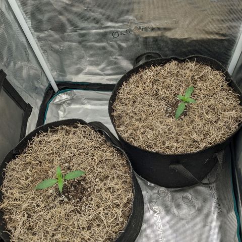 Cousin It growlog timeline photo