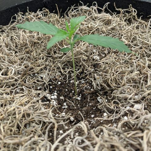Cousin It growlog timeline photo