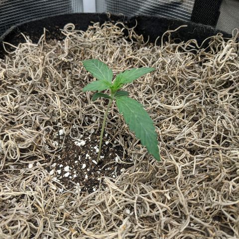 Cousin It growlog timeline photo