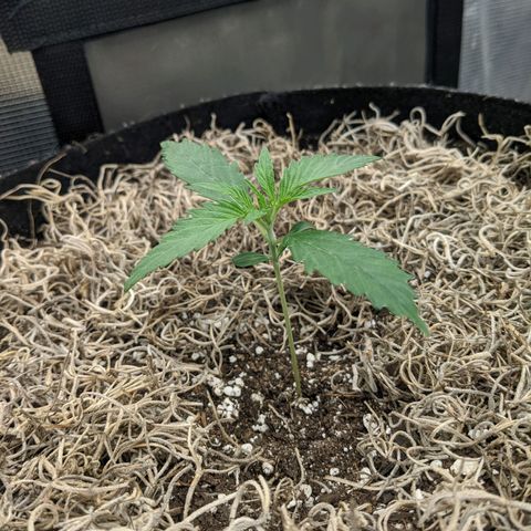 Cousin It growlog timeline photo