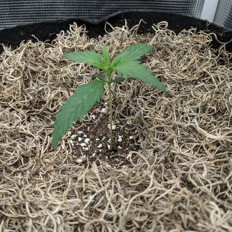Cousin It growlog timeline photo