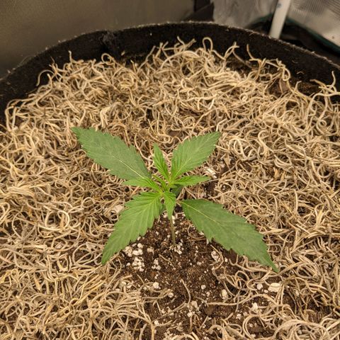 Cousin It growlog timeline photo