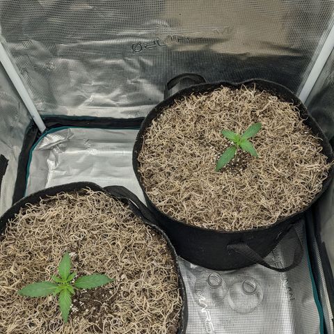 Cousin It growlog timeline photo