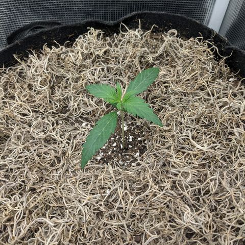 Cousin It growlog timeline photo