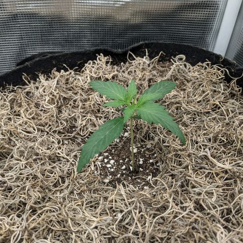 Cousin It growlog timeline photo