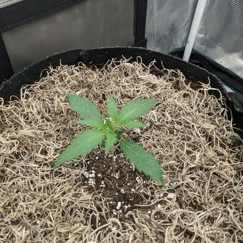 Cousin It growlog timeline photo