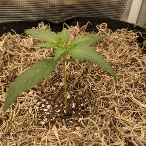Cousin It growlog timeline photo