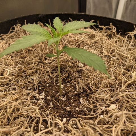 Cousin It growlog timeline photo