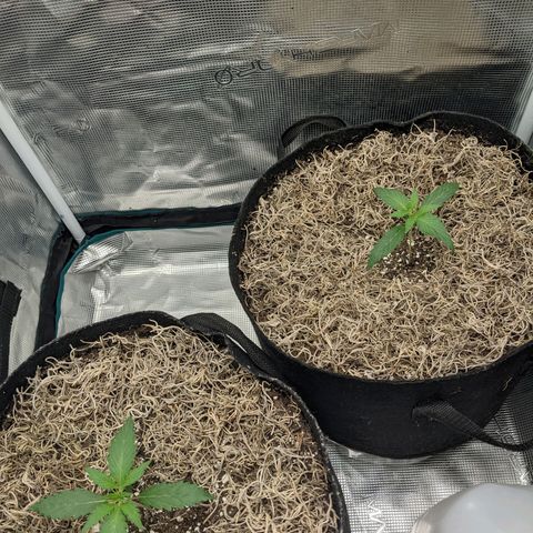 Cousin It growlog timeline photo