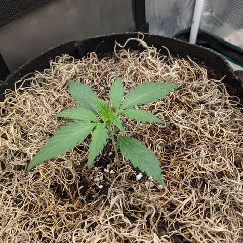 Cousin It growlog timeline photo