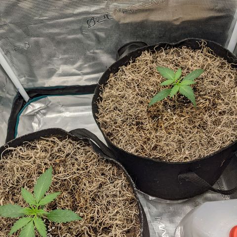 Cousin It growlog timeline photo