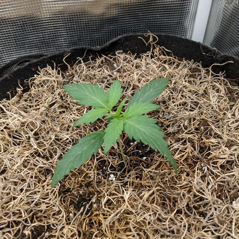 Cousin It growlog timeline photo