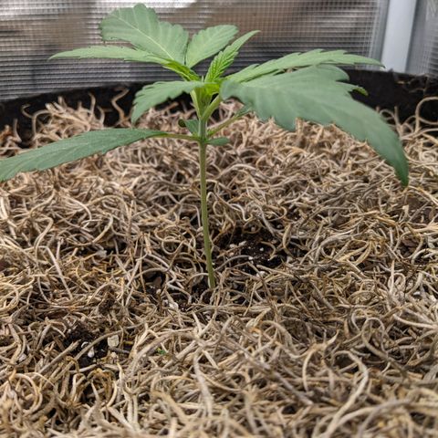 Cousin It growlog timeline photo