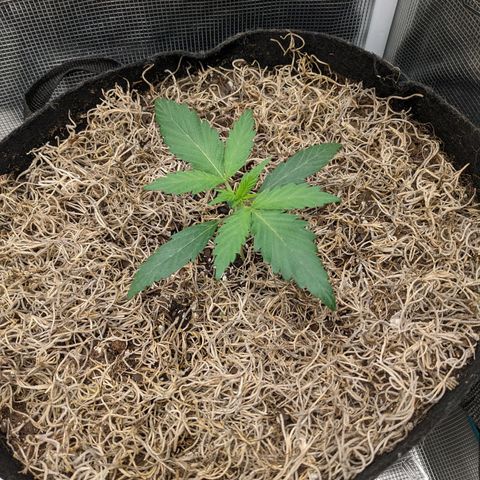 Cousin It growlog timeline photo